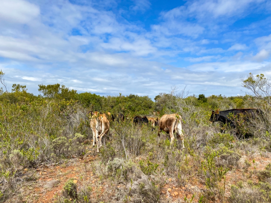 0 Bedroom Property for Sale in Mossel Bay Rural Western Cape